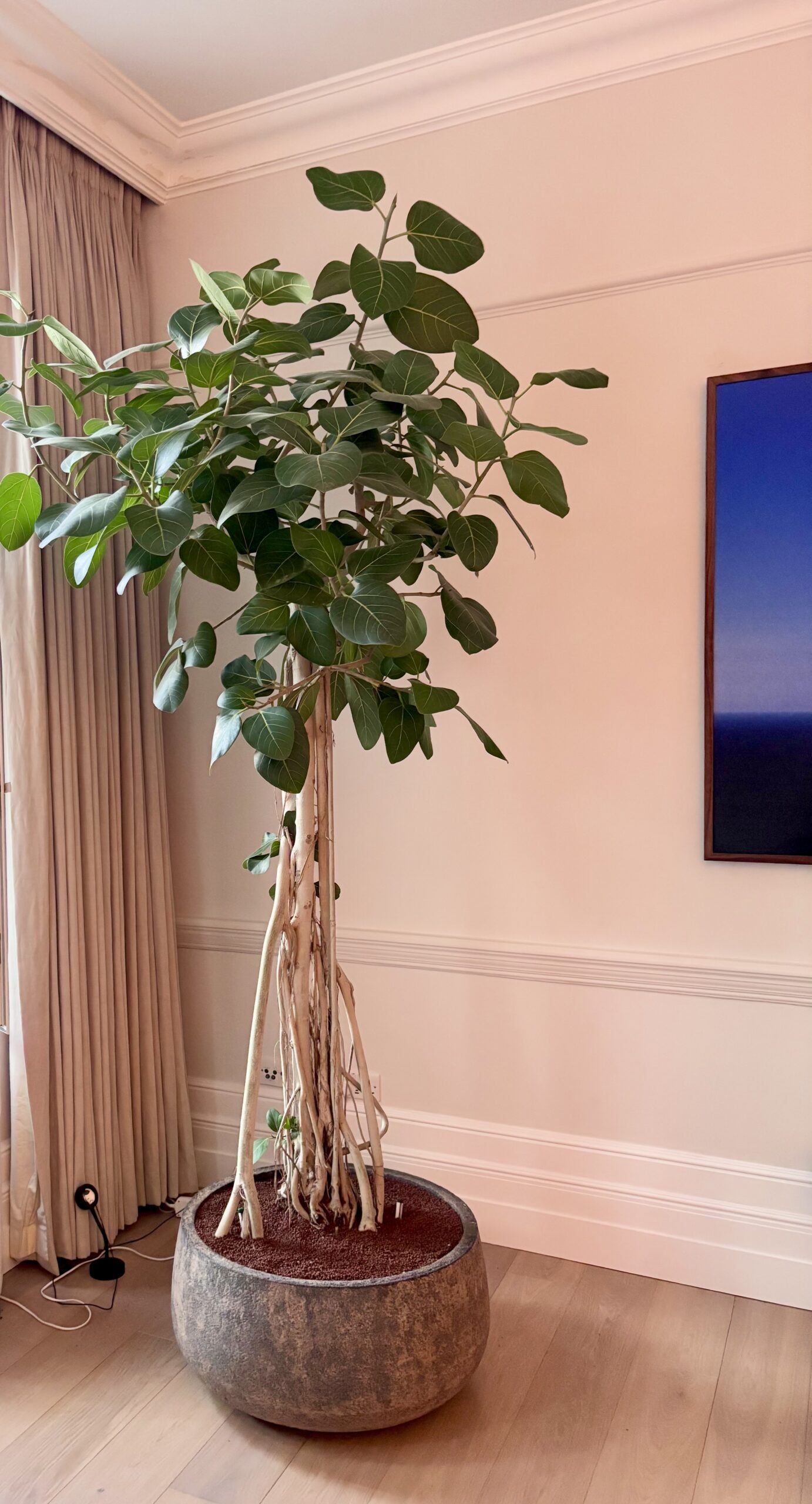 Tall multi-stemmed indoor tree in a stone planter, styled in a pink-walled living room